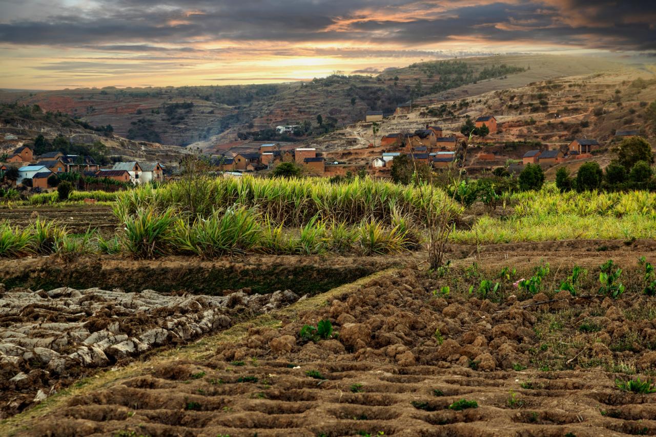 Madagascar sugar cane field