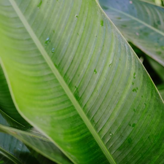 Rum Place Holder Palm Tree 1