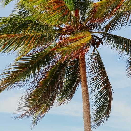 Palm tree against sky