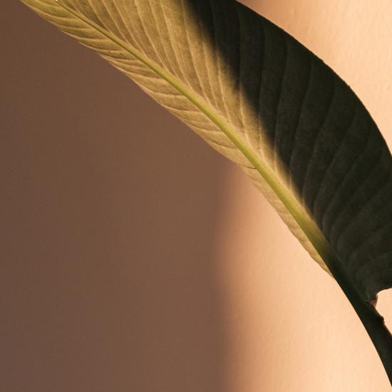 Banana leaf against pale pink background