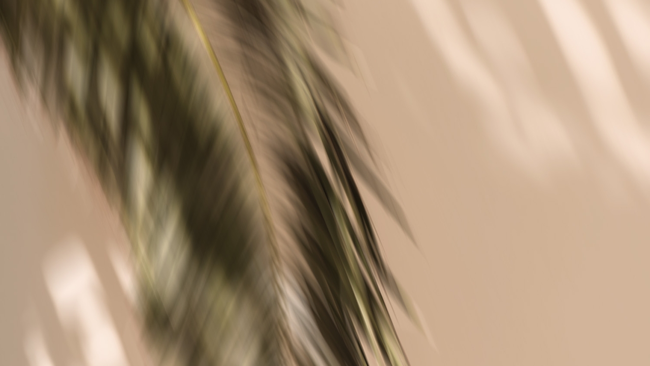 palm tree blur