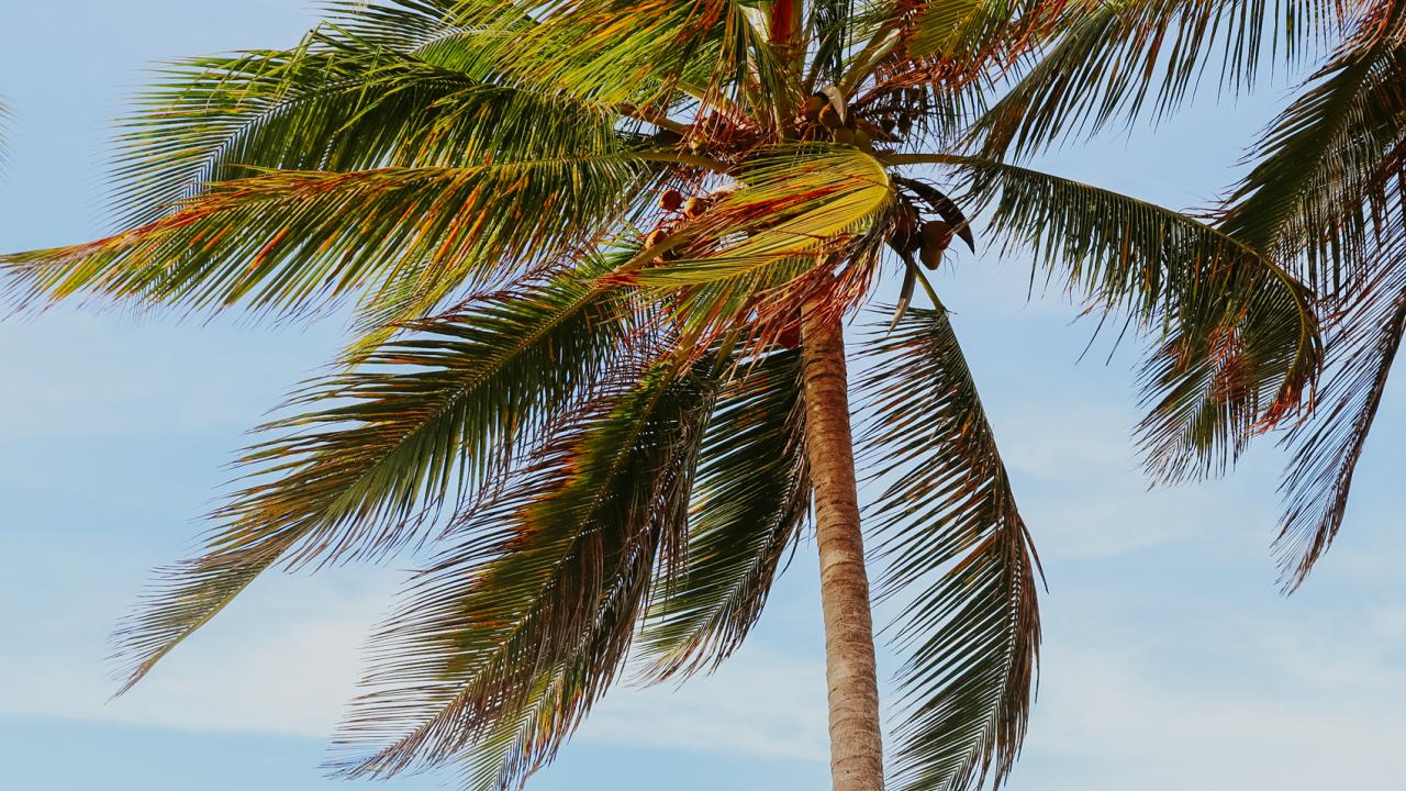 Palm tree against sky