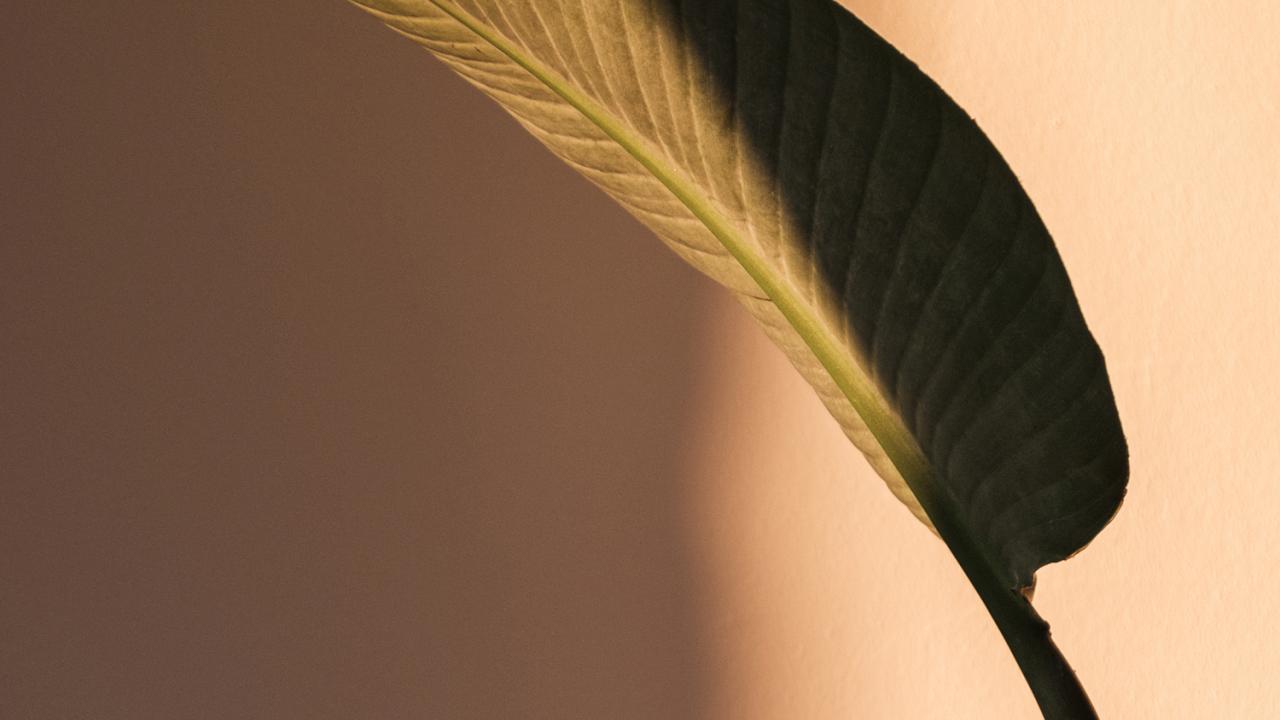 Banana leaf against pale pink background