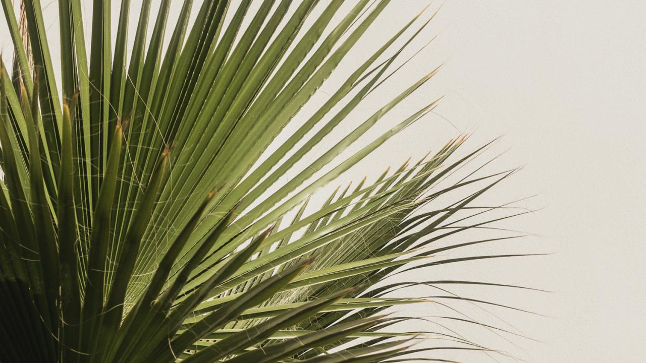 Rum Place Holder Palm Tree