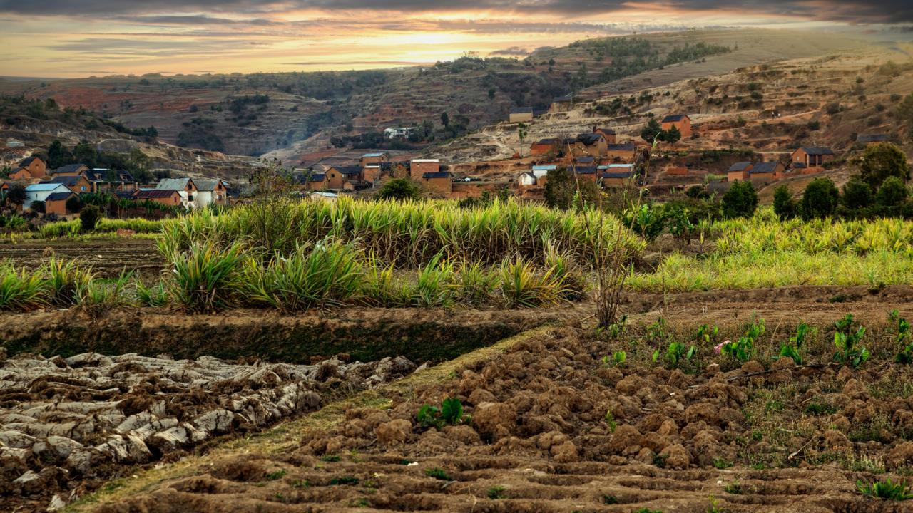 Madagascar sugar cane field